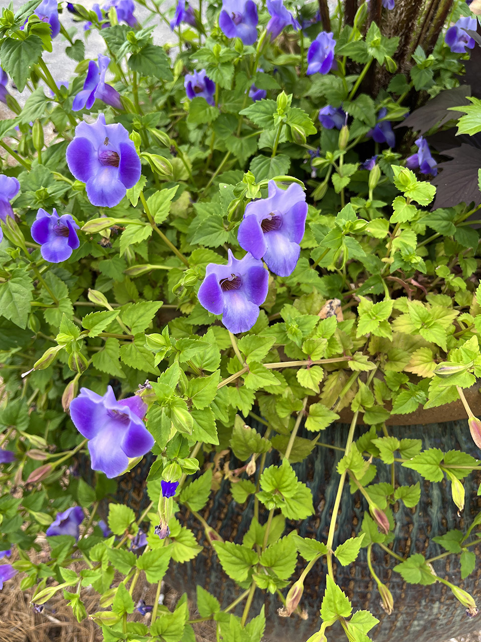 Purple flowering bush.